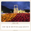 인제01 | 강원도 여행 인제가을꽃축제 야경 포토존 먹거리 공연 후기