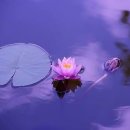 15_10 Daum카페