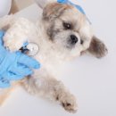 반디 동물병원 이미지