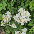 기계봉좌마을 이미지