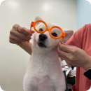 고덕유치원 | 평택 고덕애견유치원 멍프리스쿨 , 밥이유치원일기 🩺