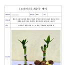 반려식물 원예아트 이미지