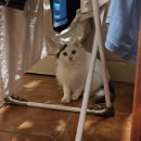 아진일렉트론3공장 | 호주 시골에서 케이팝 하는 여자