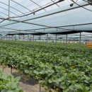 드림1농장 이미지