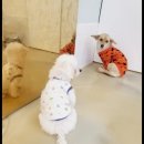 하이멍뭉 이미지