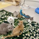 아동3통 | ::놀면묘하냥 은평점:: 주차 정보, 은평구 놀거리, 서울 고양이 카페 추천