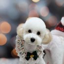 그루멍실 이미지