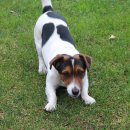 행복한 강아지 이미지