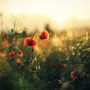 눈이편한 이미지