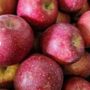 재구농장 | 못난이 사과라며? 청송 안동 부사 꿀사과 내돈내산 솔직 냠냠 후기 (재구매각 200%)