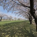 오천그린광장 | 순천 오천그린광장 벚꽃 실시간 걷기 좋은 순천 산책 코스