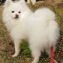 거북이만두 이미지