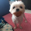 유성냉면 전주가 | 다시는 일기를 미루지 않기로 다짐함