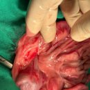 나온동물병원 이미지