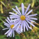 쑥부쟁이 이미지