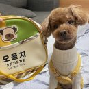 오올치 | [강아지 유치원] 부천 중동 애견유치원 오올치 등록 후기