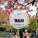 개심사입구 주차장 | 서산 개심사 겹벚꽃 청벚꽃 개화, 봄 기운이 가득한 산책길 완벽 안내