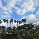 기용농장 | 제주도 귤따기 체험 [예원이네 귤농장] | 타이벡 감귤 따기