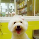 이뿌개 귀엽개 이미지