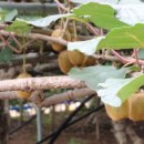 소사생태길(백일) 이미지