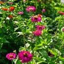 들국화목장 이미지