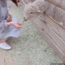 고라부리 흑염소 목장 | 춘천 해피초원목장 - 서울 근교 가볼 만한 곳, 자연에서 힐링하기