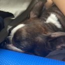 포포즈 반려동물장례식장 양주점 | 반려동물 장례식장 포포즈 양주, 깜지를 보내며