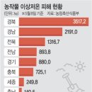 꽃순 이미지