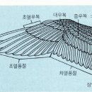 날개 이미지