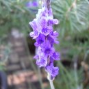 강남-178 이미지