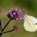 맥도날드울산병영점 이미지