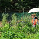 시흥시민햇빛 8호 발전소 | 시흥 가볼만한곳 진흙 속 피어나는 연꽃향연 관곡지 연꽃테마파크