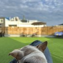 낭만 Dog 이미지