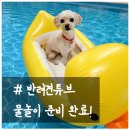 튜브 | 강아지물놀이 반려견튜브 준비 완료 내돈내산 후기