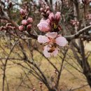 복사꽃공원 이미지