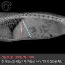 백암동물병원 이미지