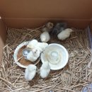 윤가농장 이미지