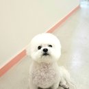 예쁘개 반려견미용샵 이미지