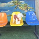 제이몽애견펜션 이미지