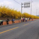 개나리길 이미지