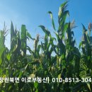 대산리 화장실 네이버블로그