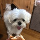 아라파파 이미지