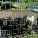 연천목장 이미지