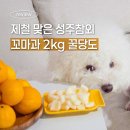 성주환경 | 제철 맞은 성주참외가격 대박! 꼬마과 2kg 꿀당도 솔직후기