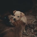 큰마음동물메디컬센터 이미지