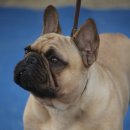 브리더클럽 이미지