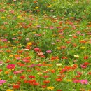 백일홍 - 장성군 병풍로 944-17 | 경남밀양 7월꽃구경 가볼만한곳 위양지 백일홍명소 개화율 80% 실시간 후기