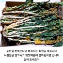 양구펀치볼 아기시래기 주문 받습니다^^ 이미지