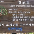 논실 이미지