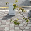 림(Liim)